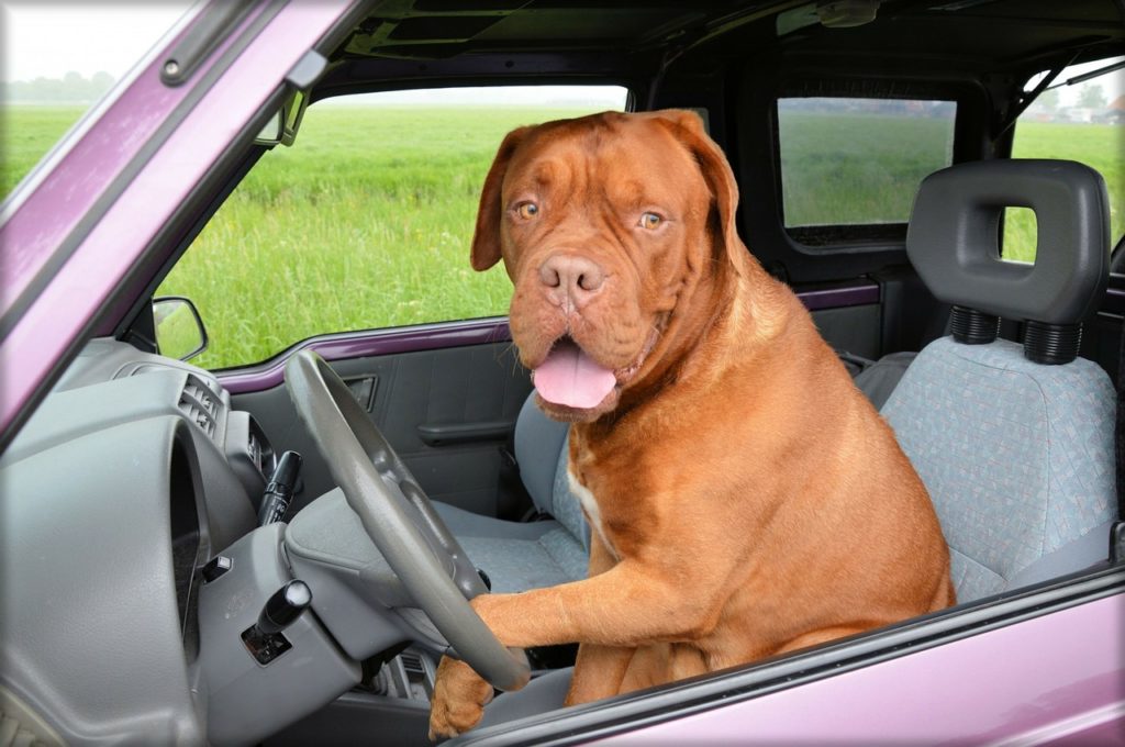 Nueve consejos para pasear con tu mascota en el auto